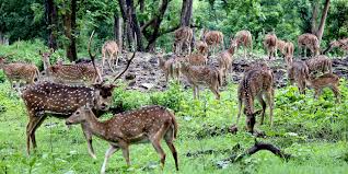Wild Life and Nature